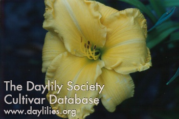 Daylily Forever Gold
